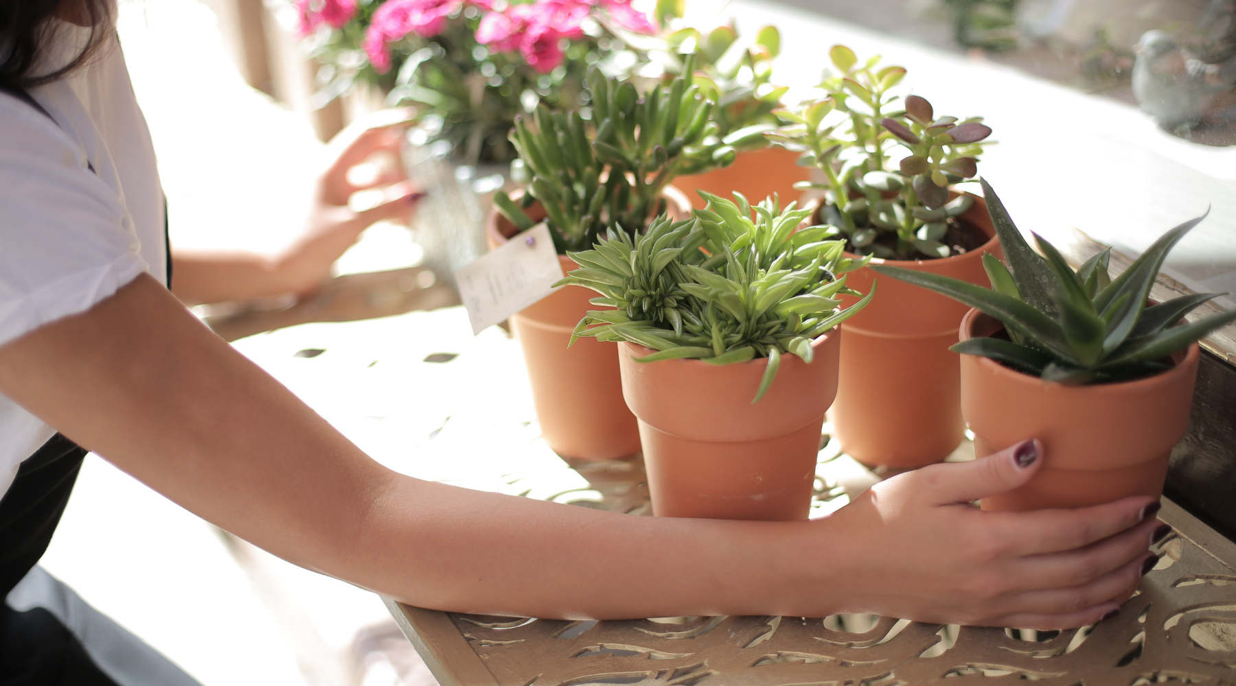 8 Houseplants to Calm Your Mind